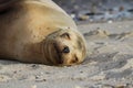 Sea Lion on the Beach, Baja California, Mexico