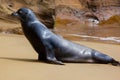 A sea lion on the beach at Galapagos Islands Royalty Free Stock Photo