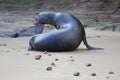 A sea lion on the beach Royalty Free Stock Photo