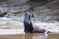 A sea lion on the beach Royalty Free Stock Photo