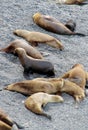 Sea lion beach
