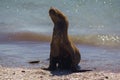 Sea lion on the beach of patagonia Royalty Free Stock Photo