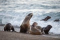 Sea lion on the beach in Patagonia Royalty Free Stock Photo