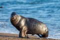 Sea lion on the beach in Patagonia Royalty Free Stock Photo