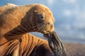 Sea lion on the beach in Patagonia Royalty Free Stock Photo