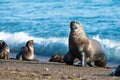 Sea lion on the beach in Patagonia Royalty Free Stock Photo