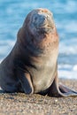 Sea lion on the beach in Patagonia Royalty Free Stock Photo