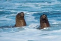 Sea lion on the beach in Patagonia Royalty Free Stock Photo