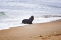 Sea Lion in the beach in the Skeleton Coast in Namibia Royalty Free Stock Photo