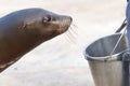 Sea lion begging for a fish Royalty Free Stock Photo