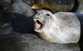 Sea Lion, Big Sur, California