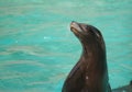 Sea Lion at Blackpool Zoo