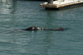 Sea lion in cabo san lucas harbor baja california sur mexico Royalty Free Stock Photo