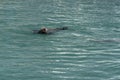 Sea lion in cabo san lucas harbor baja california sur mexico Royalty Free Stock Photo