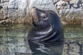 Sea lion in cabo san lucas harbor baja california sur mexico Royalty Free Stock Photo