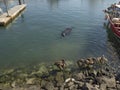 sea lion in cabo san lucas harbor marina mexico baja california sur Royalty Free Stock Photo