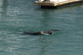 Sea lion in cabo san lucas harbor baja california sur mexico Royalty Free Stock Photo