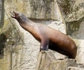 Sea lion catching a fish standing on a rock