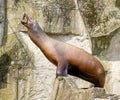 Sea lion catching a fish standing on a rock