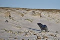 Sea Lion catching a penguin in the Falkland Islands