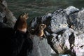 Sea Lion Caves - Florence Oregon USA Royalty Free Stock Photo