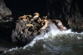 Sea Lion Caves - Florence Oregon USA Royalty Free Stock Photo