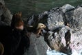 Sea Lion Caves - Florence Oregon USA Royalty Free Stock Photo