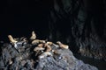 Sea Lion Caves - Florence Oregon USA Royalty Free Stock Photo