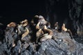 Sea Lion Caves - Florence Oregon USA Royalty Free Stock Photo