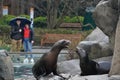 Sea Lion in Central Park Zoo, New York City Royalty Free Stock Photo