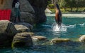 Sea Lion in Central Park Zoo, New York City Royalty Free Stock Photo