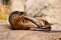 Sea Lion Royalty Free Stock Photo