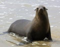 Sea lion on the coast