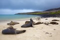 Sea lion colony