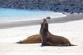 Sea lion colony