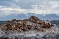 Sea lion colony on the rock in the Beagle Channel, Tierra del Fuego, Southern Argentina Royalty Free Stock Photo