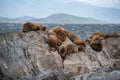 Sea lion colony on the rock in the Beagle Channel, Tierra del Fuego, Southern Argentina Royalty Free Stock Photo