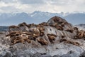 Sea lion colony on the rock in the Beagle Channel, Tierra del Fuego, Southern Argentina Royalty Free Stock Photo