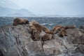 Sea lion colony on the rock in the Beagle Channel, Tierra del Fuego, Southern Argentina Royalty Free Stock Photo