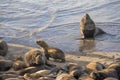 Sea lion colony Sea lions resting on the seashore