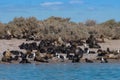 Sea lion colony with young animals on an island, Patagonia, Argentina Royalty Free Stock Photo