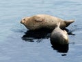 Sea lion couple