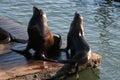 Sea Lion couple at Pier 39, San Francisco Royalty Free Stock Photo