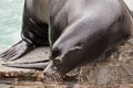 Sea lion crouched near water