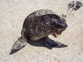 Sea Lion cub yawning, Galapagos Islands Royalty Free Stock Photo