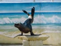 Sea lion doing tricks Royalty Free Stock Photo