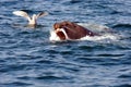 Sea lion eating fish