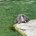 Sea lion eating a fish Royalty Free Stock Photo