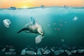Sea Lion Eating Plastic Bag in Ocean. Environmental Pollution Problem Concept