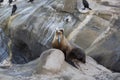 Sea lion entangles with fish hook - wildlife in danger